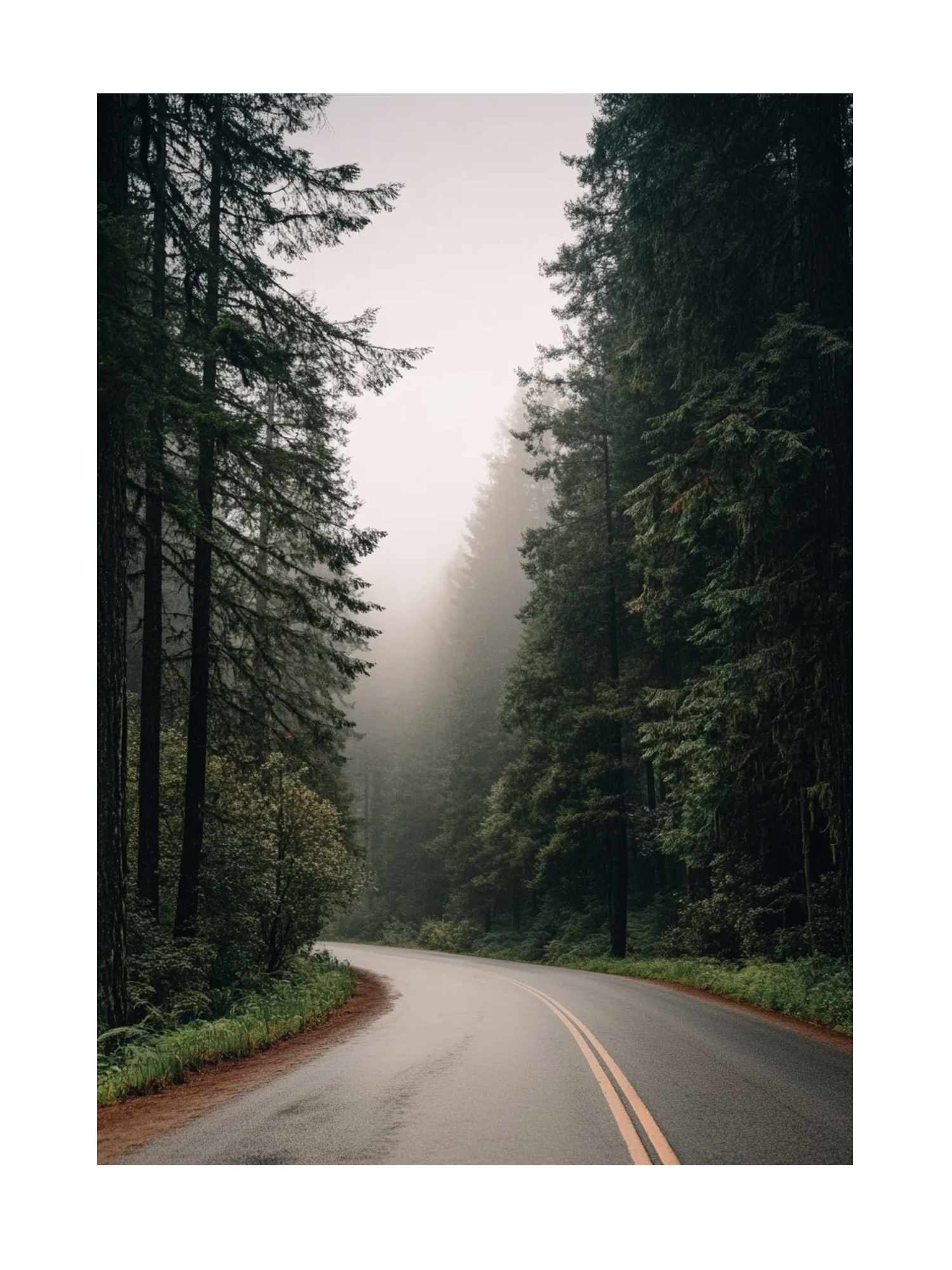 Misty Forest Path