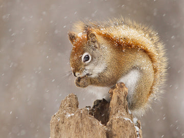 Ein Eichhörnchen sitzt auf einem Baumstumpf im Schneefall.