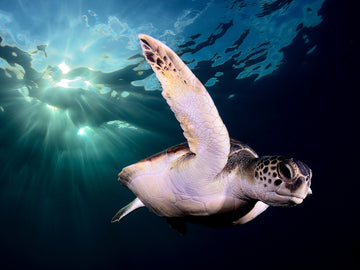 Eine Schildkröte schwimmt im Meer mit lebendigen Farben und Lichtstrahlen im Wasser.