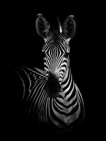 Schwarz-Weiß-Fotografie eines Zebras vor schwarzem Hintergrund.