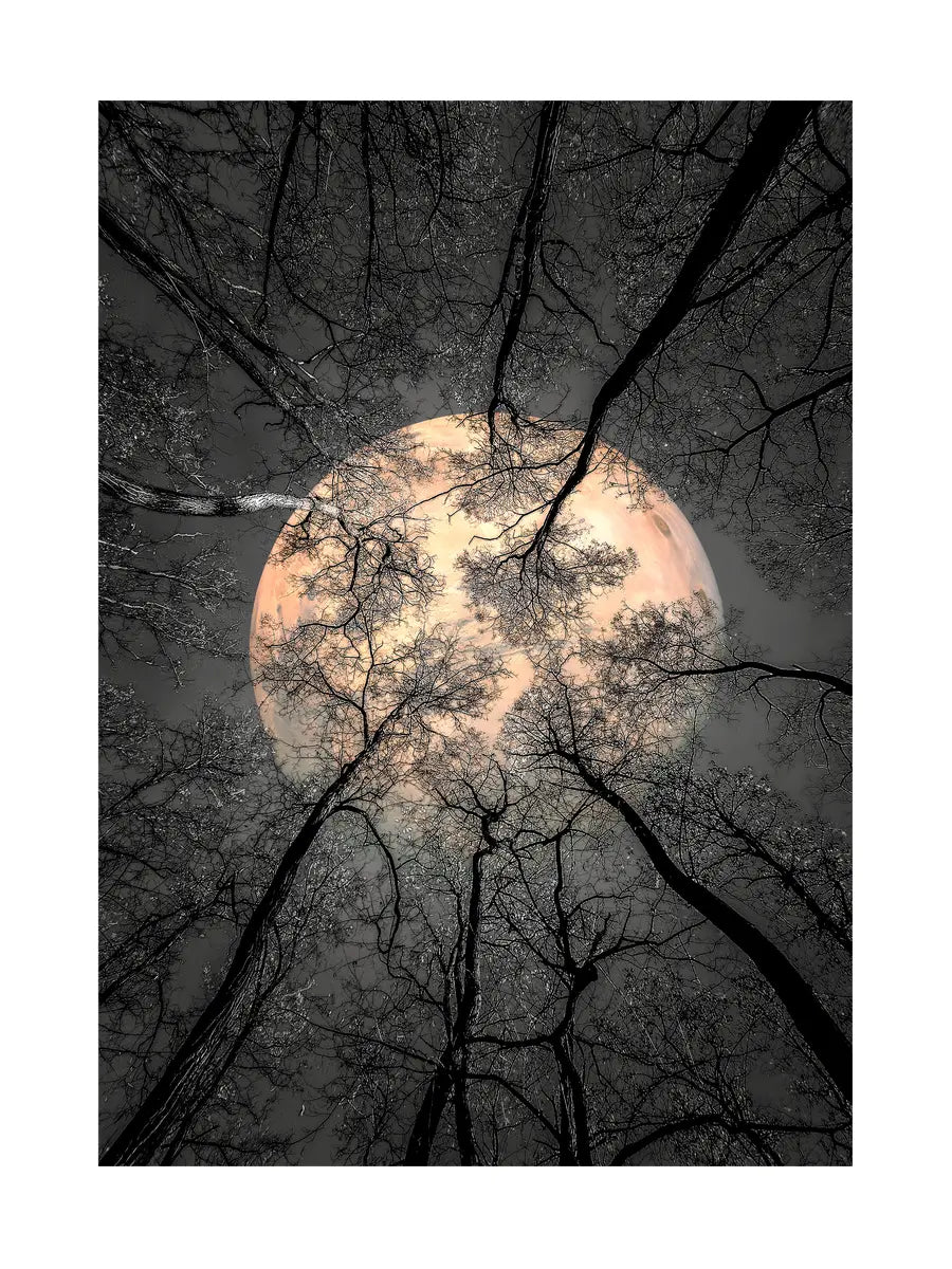 Fotografie des Vollmondes, umgeben von schwarzen Baumkronen vor einem grauen Himmel.