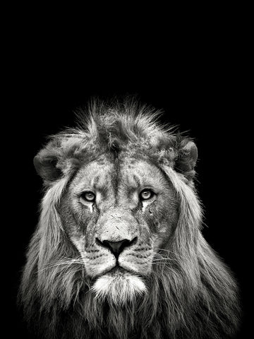 Schwarz-weiß-Fotografie eines Löwen vor schwarzem Hintergrund.