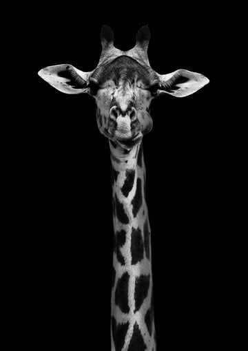 Schwarz-weiß-Fotografie einer Giraffe vor schwarzem Hintergrund.