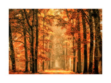 Fotografie einer Allee mit Bäumen und orangefarbenen Blättern im Herbst.