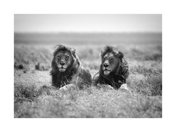Schwarz-weiß-Fotografie von zwei Löwen, die auf einer Wiese liegen.