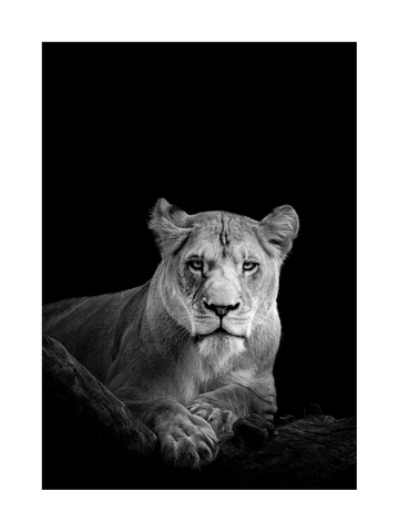 Schwarzweiß-Fotografie einer Löwin auf einem Baumstamm vor schwarzem Hintergrund.