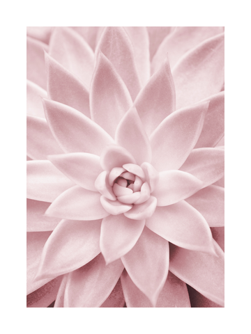 Nahaufnahme einer rosa Sukkulente in Pastelltönen.