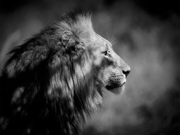 Schwarz-weiß-Fotografie eines Löwen im Profil.