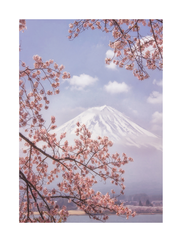 Kirschblüten vor dem Mount Fuji mit blauem Himmel und Wolken.