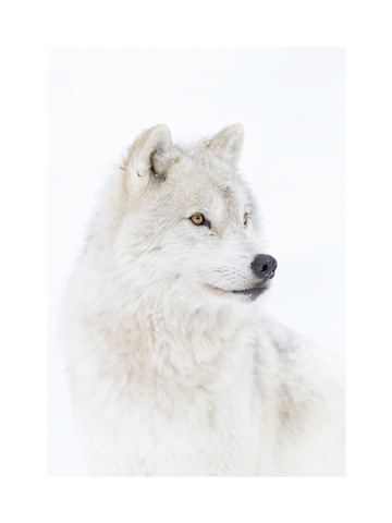 Fotografie eines weißen Wolfes mit gelben Augen vor einem hellgrauen Hintergrund.