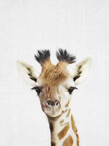 Baby-Giraffe auf hellgrauem Hintergrund.