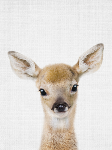 Kleines Rehkitz mit großen Augen auf einem hellgrauen Hintergrund.