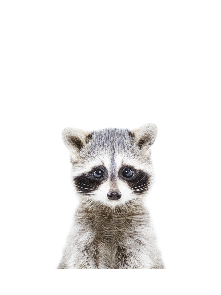 Baby Racoon