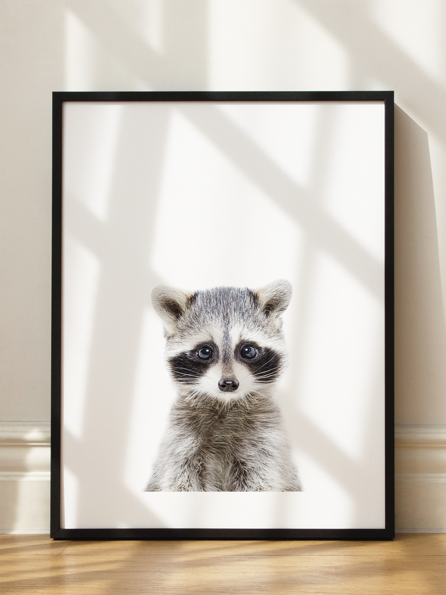 Baby Racoon