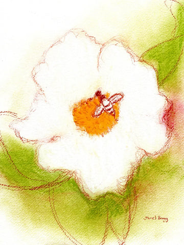 Eine Skizze einer großen weißen Blume mit orangefarbener Mitte in der eine kleine Biene sitzt.