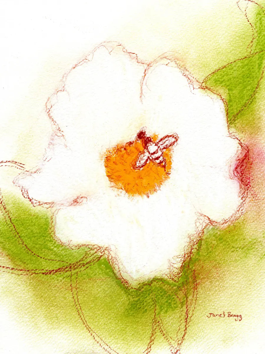 Eine Skizze einer großen weißen Blume mit orangefarbener Mitte in der eine kleine Biene sitzt.