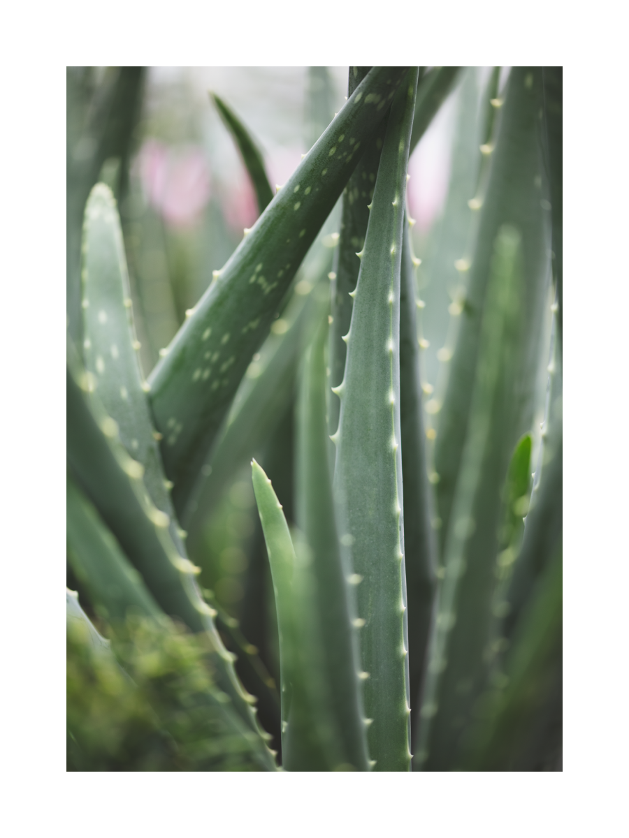 Nahaufnahme einer grünen Aloe Vera Pflanze mit stacheligen Blättern.