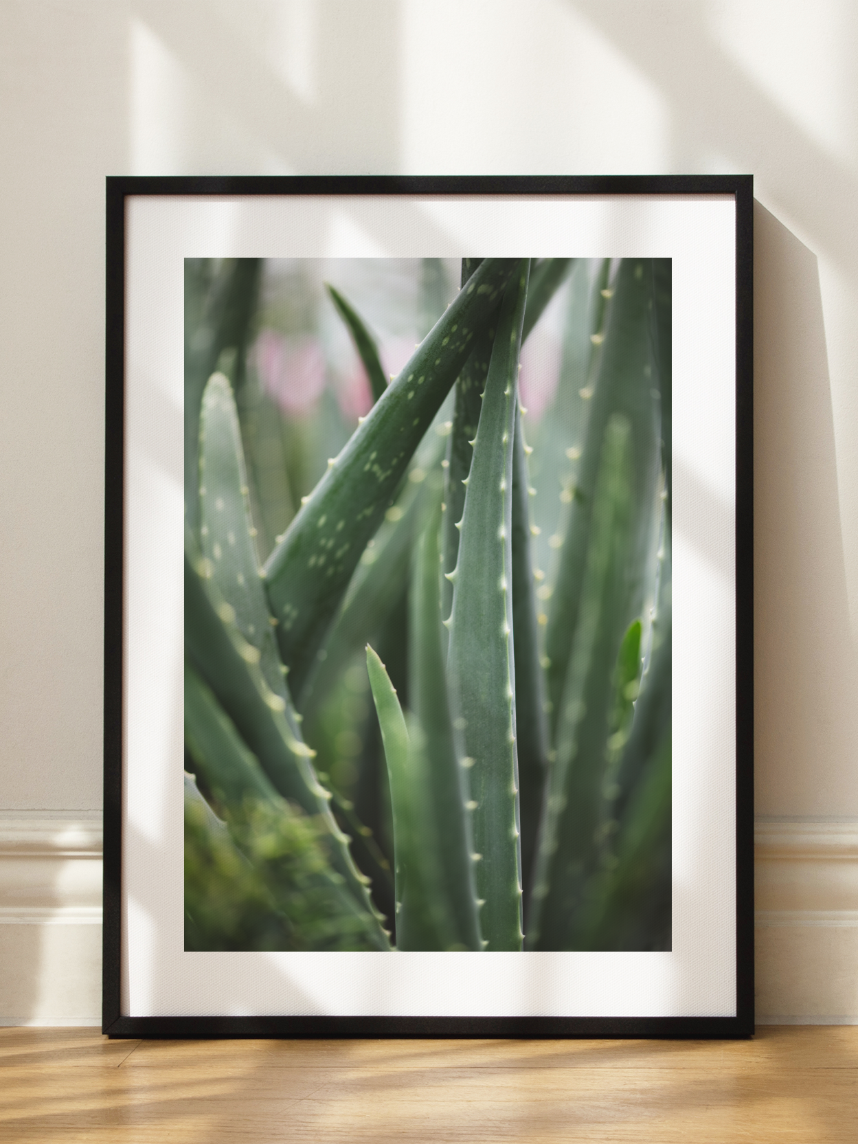 Aloe Vera Plant