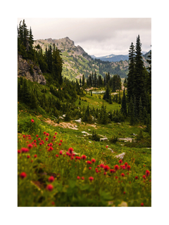 Berglandschaft mit grünen Wiesen und roten Wildblumen unter bewölktem Himmel.
