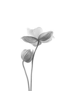 Schwarz-Weiß-Darstellung einer Anemone mit Blüte und Knospe vor weißem Hintergrund.