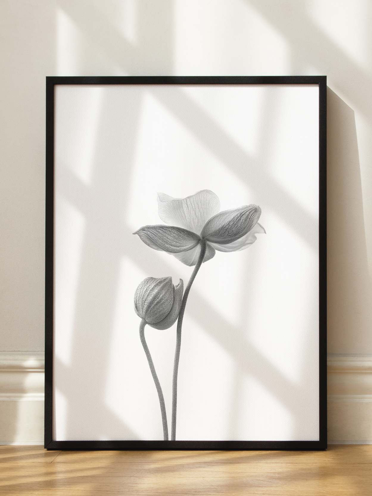 Anemone Bicolor Poster
