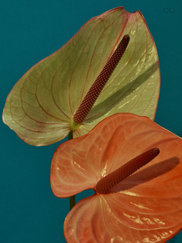 Fotografie von zwei Flamingoblumen in Grün und Orange auf einem türkisfarbenen Hintergrund.