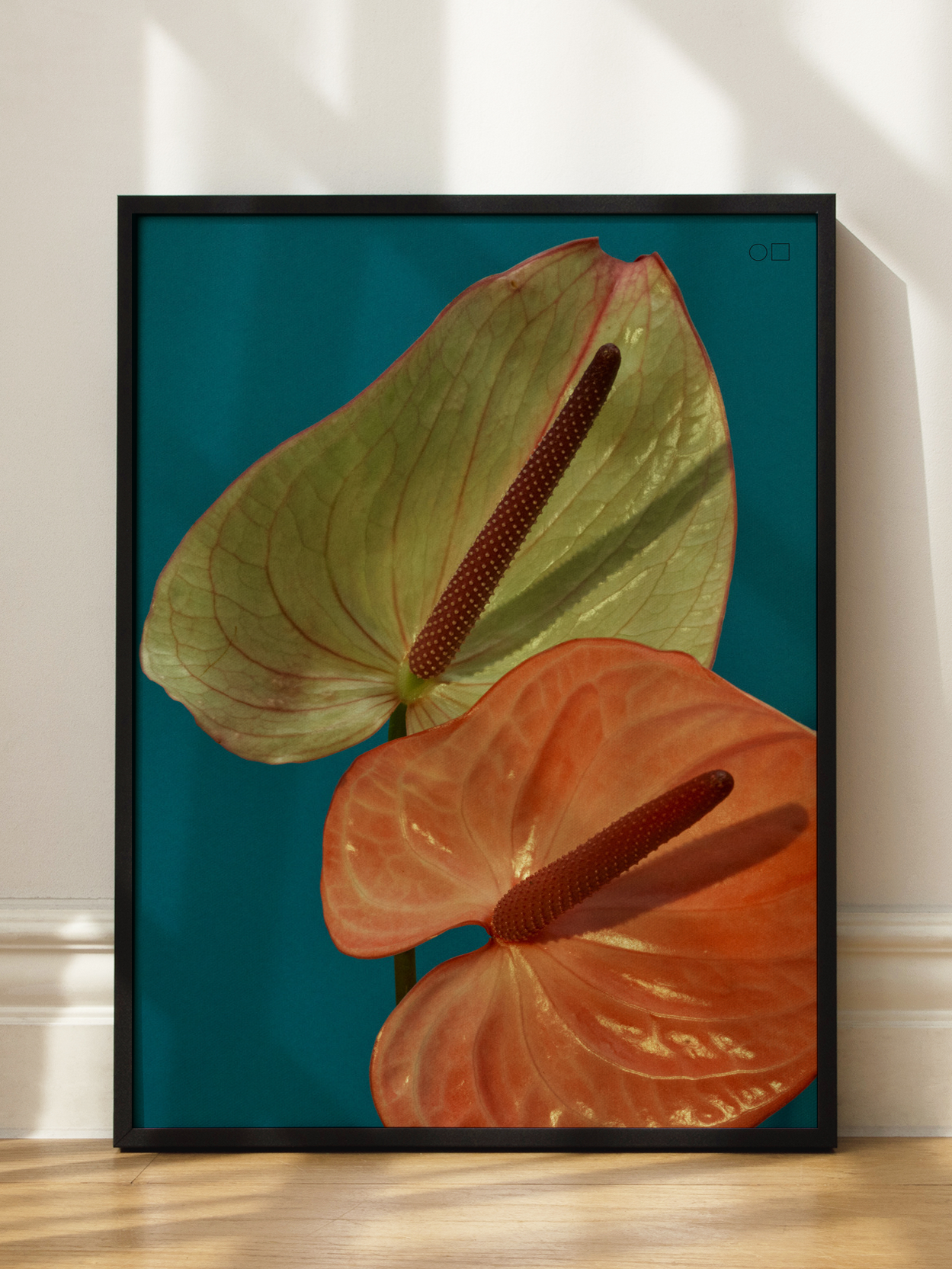 Anthurium