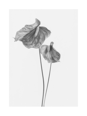 Zwei Anthurien in Schwarz-Weiß auf einem minimalistischen Poster.