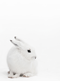 Fotografie eines weißen Hasen im Schnee.