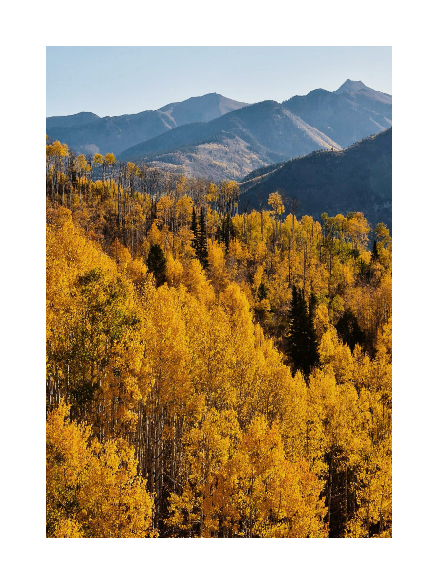 Fotografie von gelben Espenbäumen im Herbst vor einer Bergkulisse.