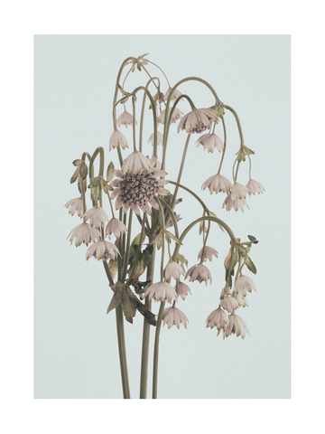 Fotografie eines Straußes aus hellrosa Astrantienblüten vor einem hellblauen Hintergrund.