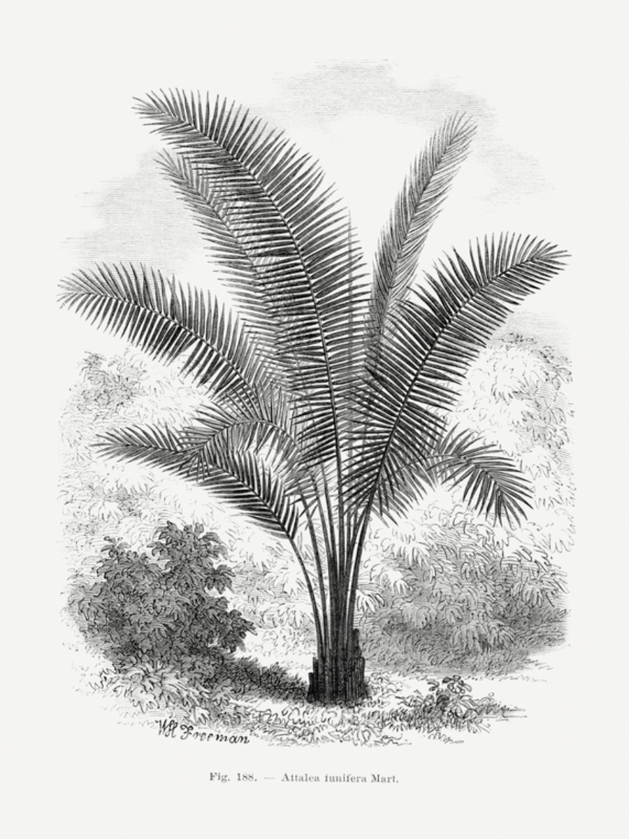 Illustration einer Attalea funifera Mart Palme in schwarz-weiß.