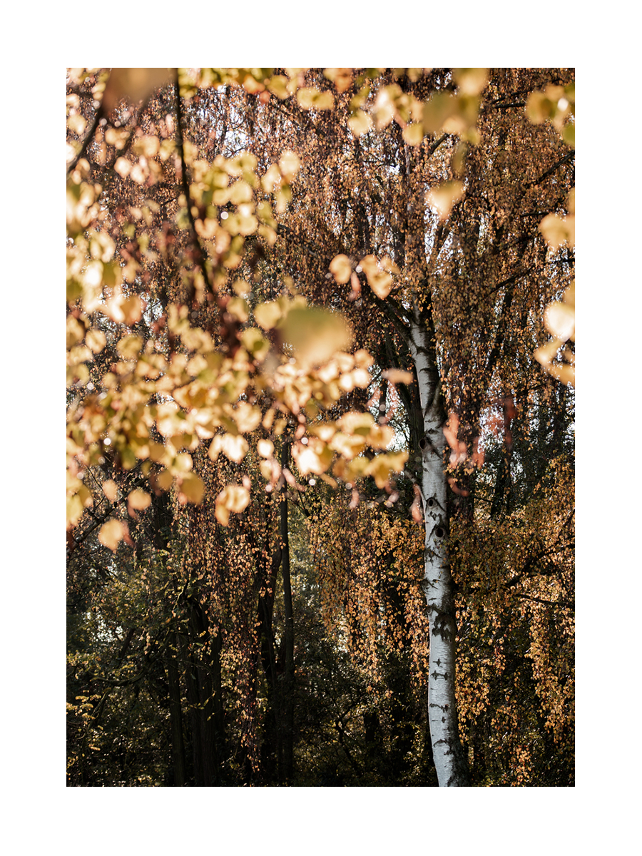 Fotografie eines Waldes mit gelben Blättern und einem Birkenstamm im Herbst.