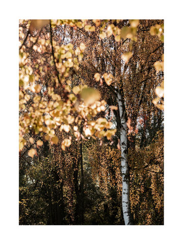 Fotografie eines Waldes mit gelben Blättern und einem Birkenstamm im Herbst.