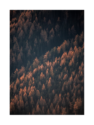 Fotografie eines Waldes mit orangefarbenen Bäumen.