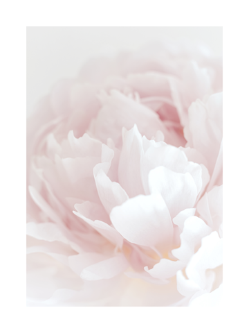 Nahaufnahme einer hellrosa Pfingstrose.