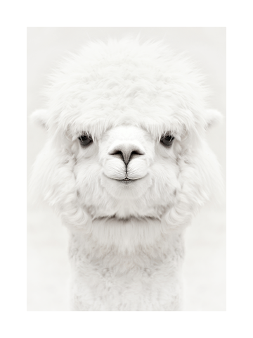 Porträt eines weißen Baby-Alpakas vor einem hellen Hintergrund.