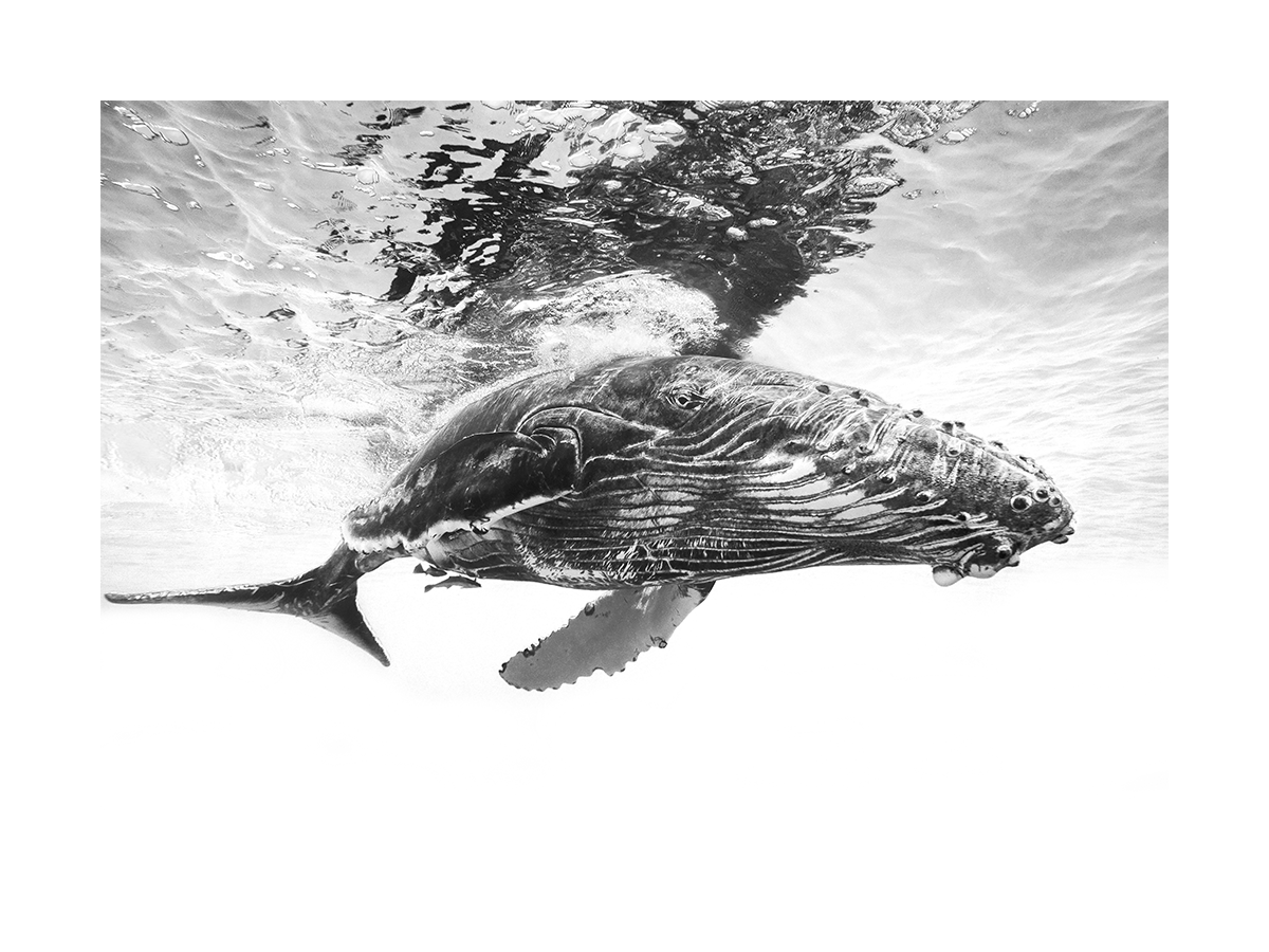 Schwarz-weiß-Fotografie eines Buckelwalbabys unter Wasser.