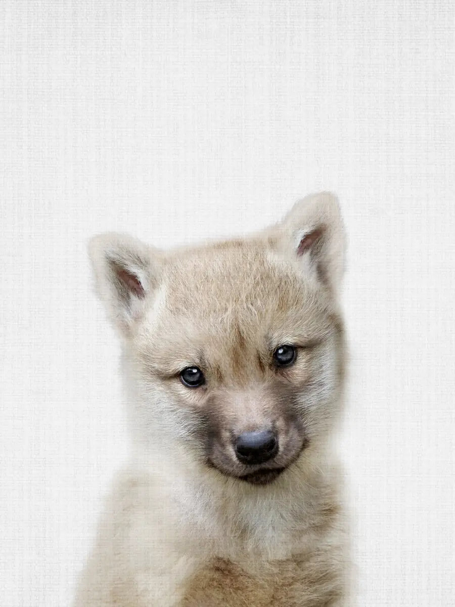 Baby Wolf Poster