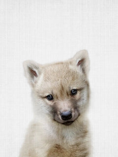 Fotografie eines jungen Wolfes mit beigem Fell vor einem hellgrauen Hintergrund.