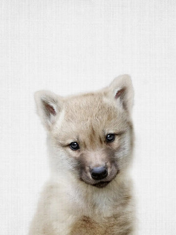 Fotografie eines jungen Wolfes mit beigem Fell vor einem hellgrauen Hintergrund.