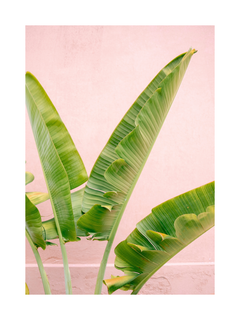 Fotografie von grünen Bananenblättern vor einem rosa Hintergrund.