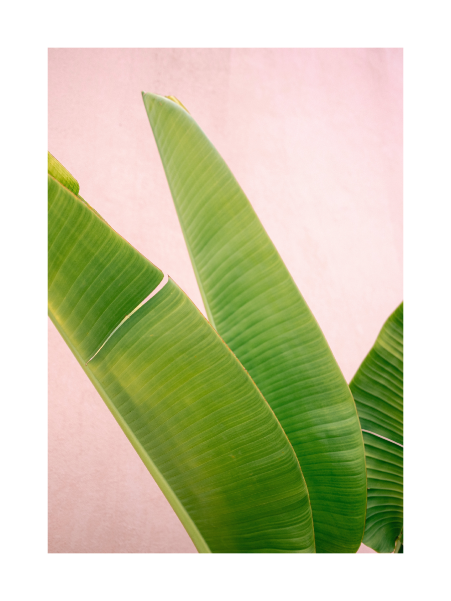 Fotografie von grünen Bananenblättern vor einem rosa Hintergrund.