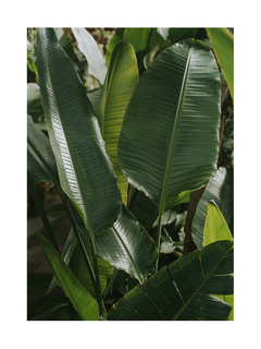 Fotografie von grünen Bananenblättern in verschiedenen Winkeln.