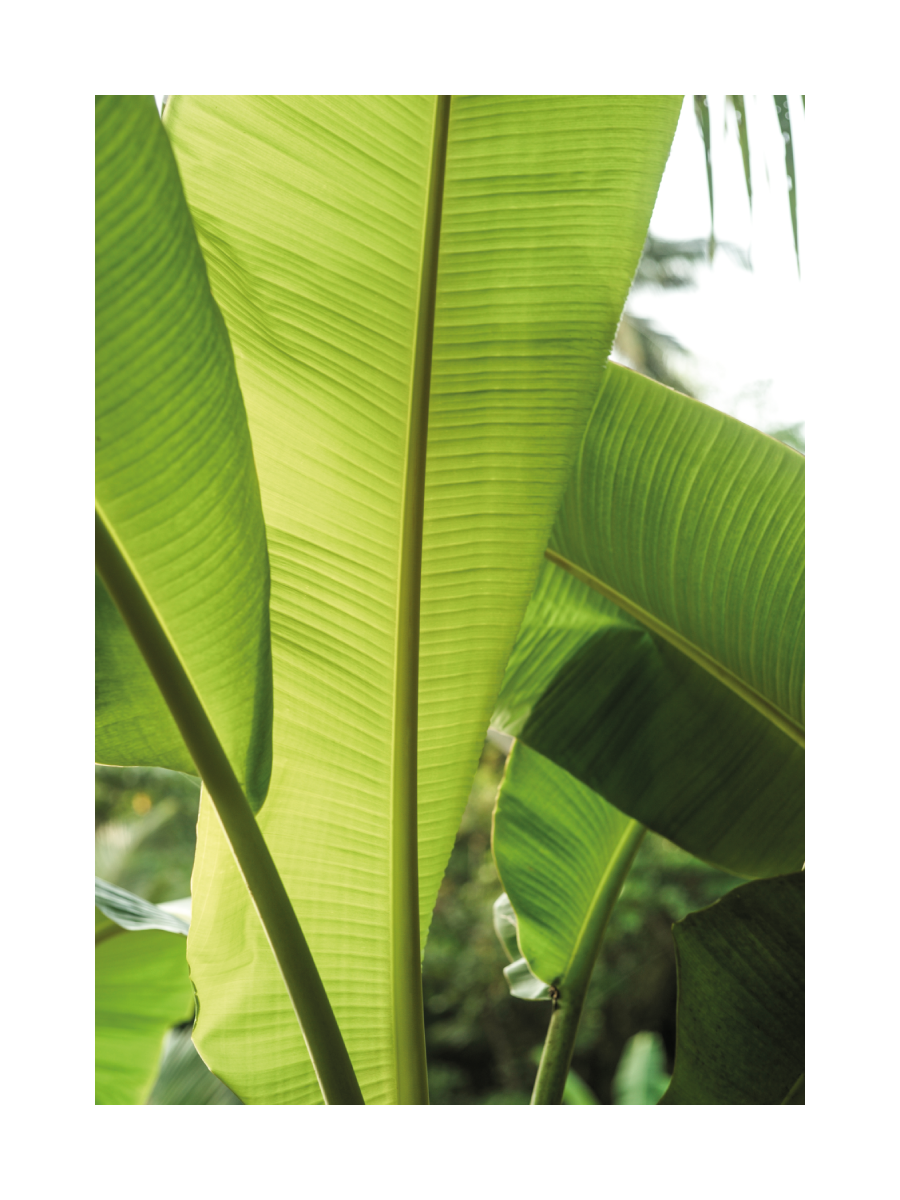 Fotografie von grünen Bananenblättern mit unscharfem Hintergrund.