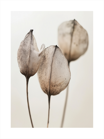 Fotografie von drei beigen Blüten vor einem hellen Hintergrund.