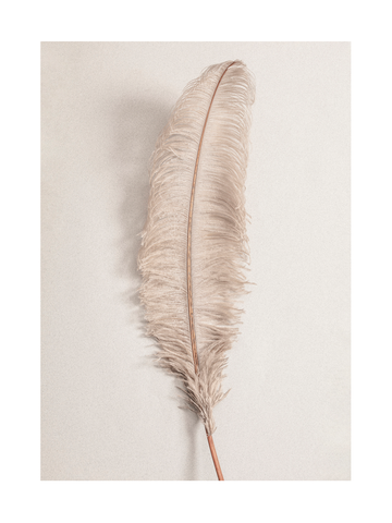 Fotografie einer beigen Feder vor einem hellgrauen Hintergrund.