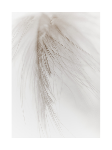 Nahaufnahme einer beigen Feder mit feinen Details.