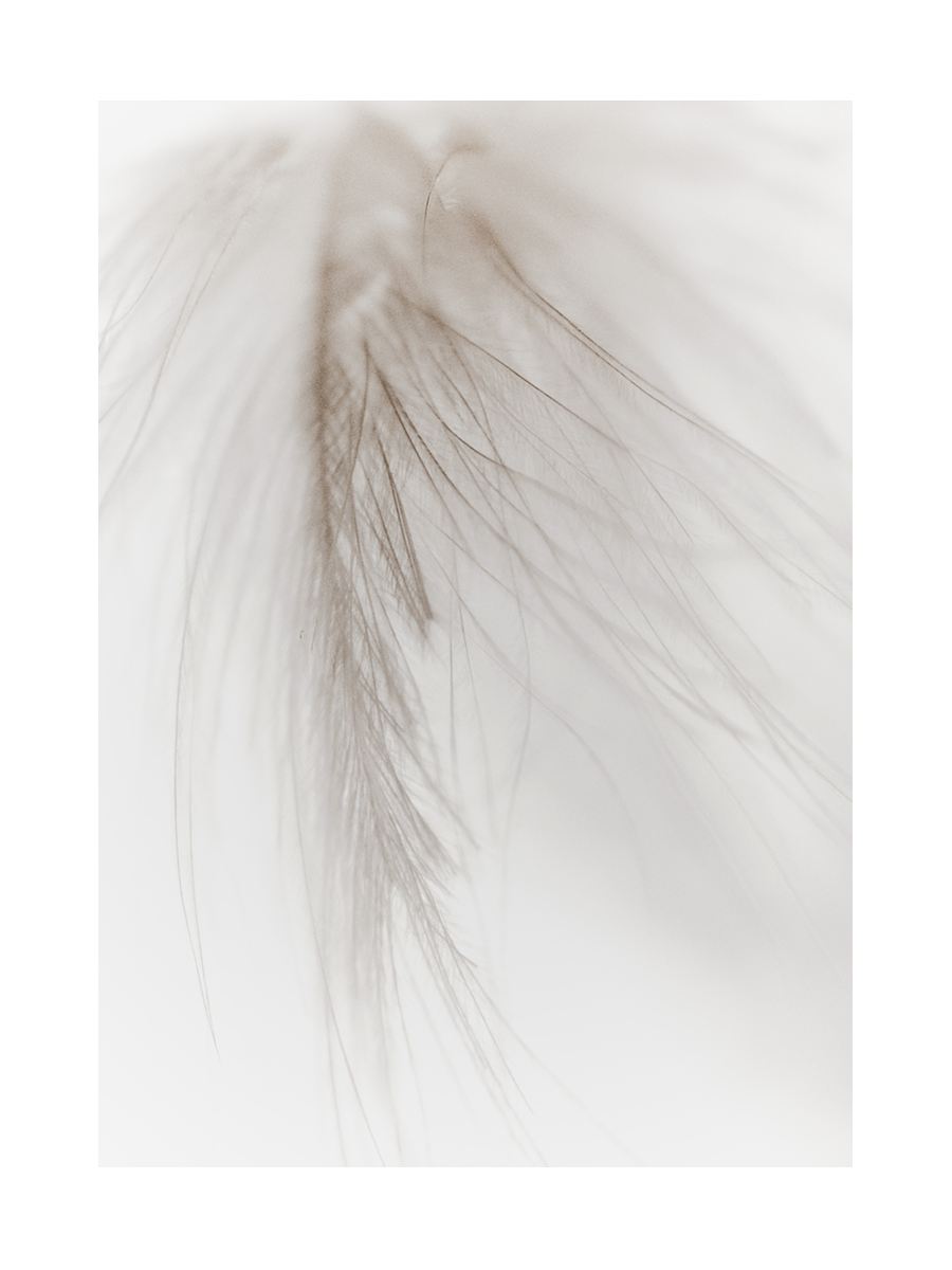 Nahaufnahme einer beigen Feder mit feinen Details.