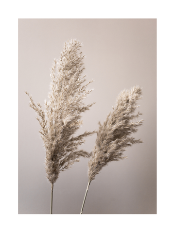 Fotografie von beigen Pampasgräsern vor einem beigen Hintergrund.